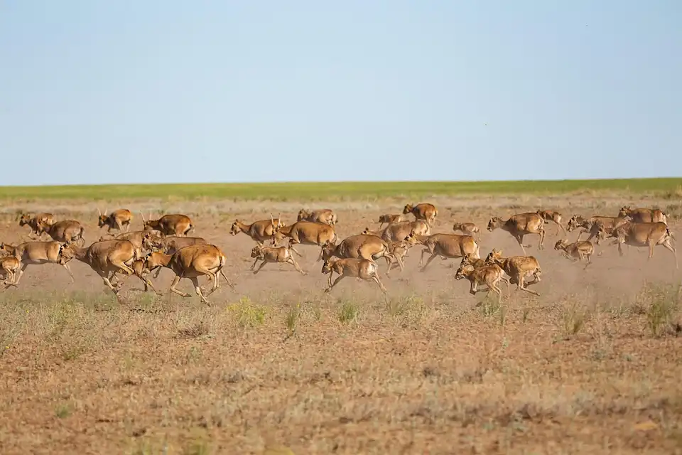 How Kazakhstan's Saiga Antelope Could Help Reduce Wildfire Risk